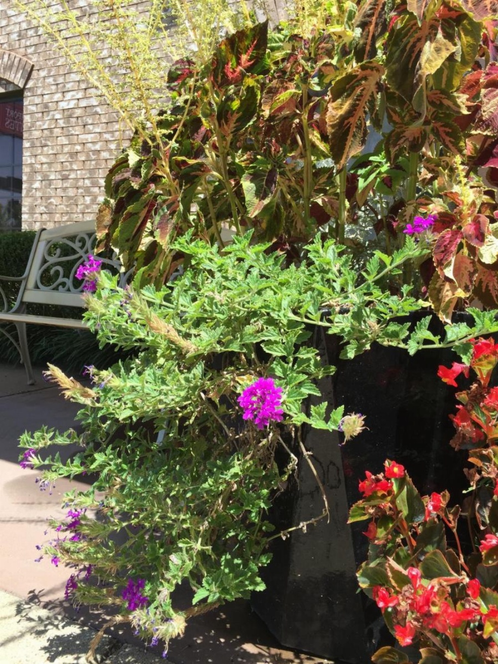 Comfort Suites Marshall